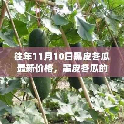 黑皮冬瓜背后的故事,友情、家庭与季节的交织,最新价格揭晓