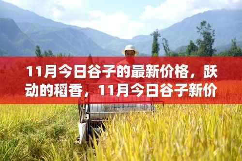 跃动的稻香,揭秘谷子新价格背后的励志故事与最新行情