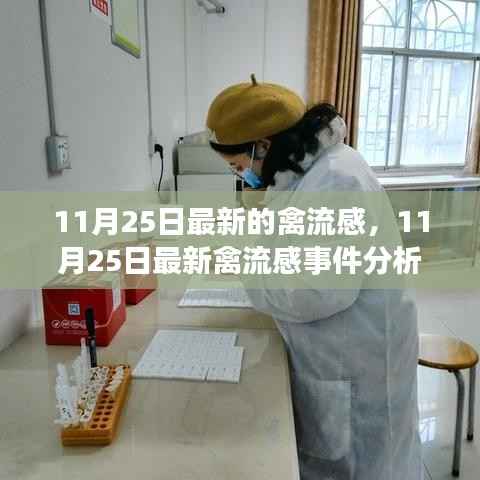 从某某观点看,11月25日最新禽流感事件深度分析与观察