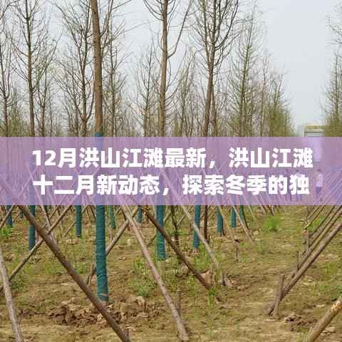 洪山江滩冬季新动态,探索十二月独特魅力与惊喜