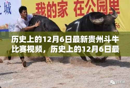 历史上的12月6日贵州斗牛比赛,最新视频与全方位评测介绍