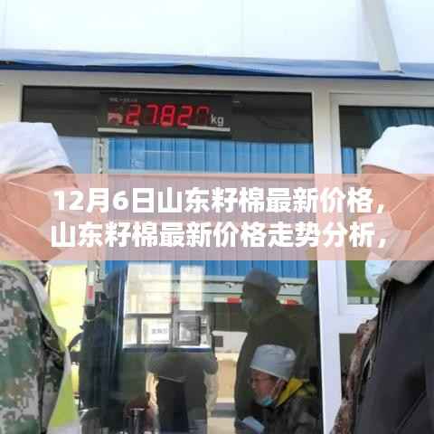 山东籽棉最新价格动态,走势分析与观点探讨(12月6日)
