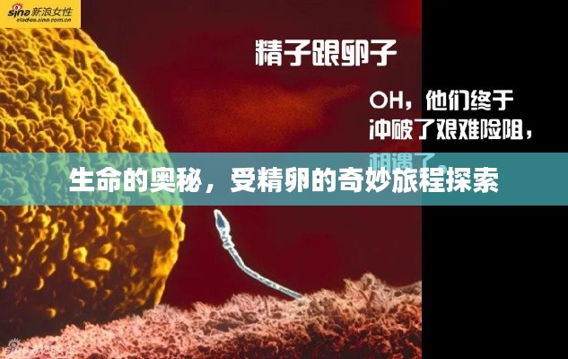 生命的奥秘,受精卵的奇妙旅程探索