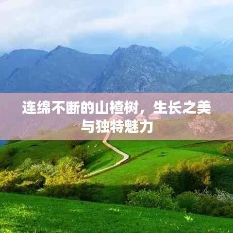 连绵不断的山楂树，生长之美与独特魅力