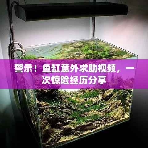 警示!鱼缸意外求助视频,一次惊险经历分享