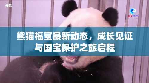 熊猫福宝最新动态,成长见证与国宝保护之旅启程