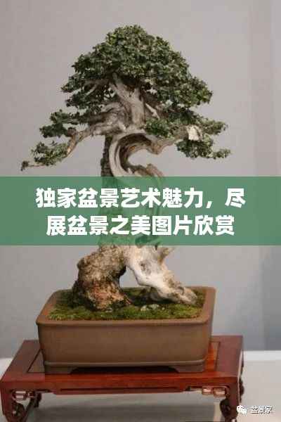 独家盆景艺术魅力,尽展盆景之美图片欣赏