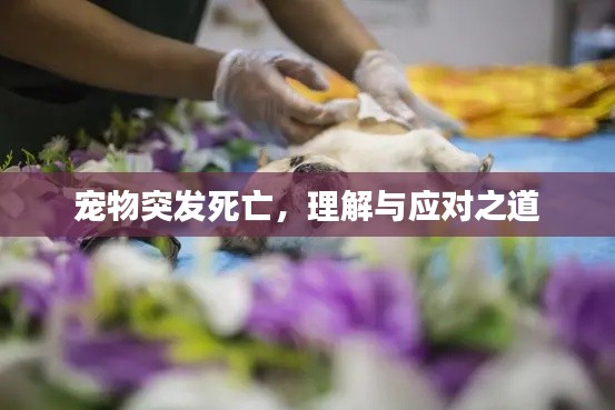 宠物突发死亡,理解与应对之道