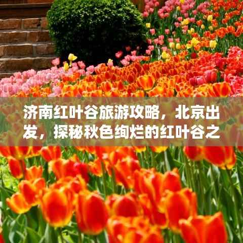 济南红叶谷旅游攻略,北京出发,探秘秋色绚烂的红叶谷之旅