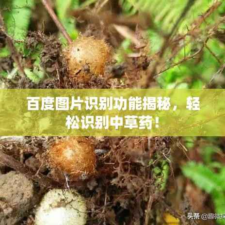 百度图片识别功能揭秘，轻松识别中草药！