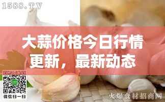 大蒜价格今日行情更新，最新动态一览