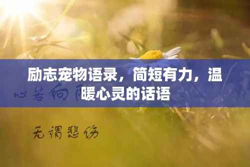 励志宠物语录,简短有力,温暖心灵的话语