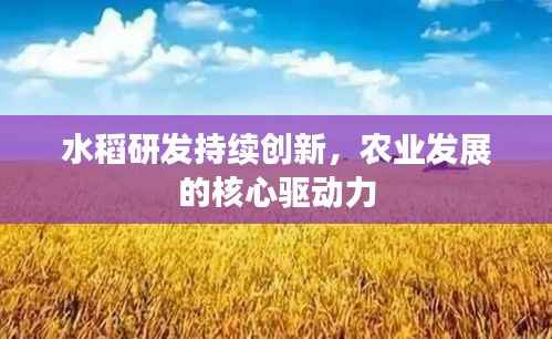 水稻研发持续创新,农业发展的核心驱动力
